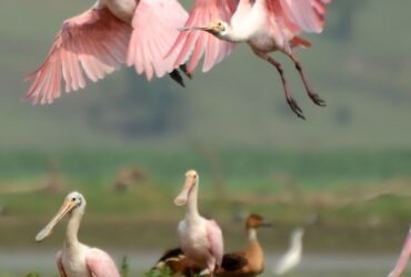 Pantanal Paulista: conheça esse tesouro natural!